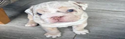 English Bulldog dogs for sale: Last KC English Bulldog Pup – Open to Offers - Advert 13