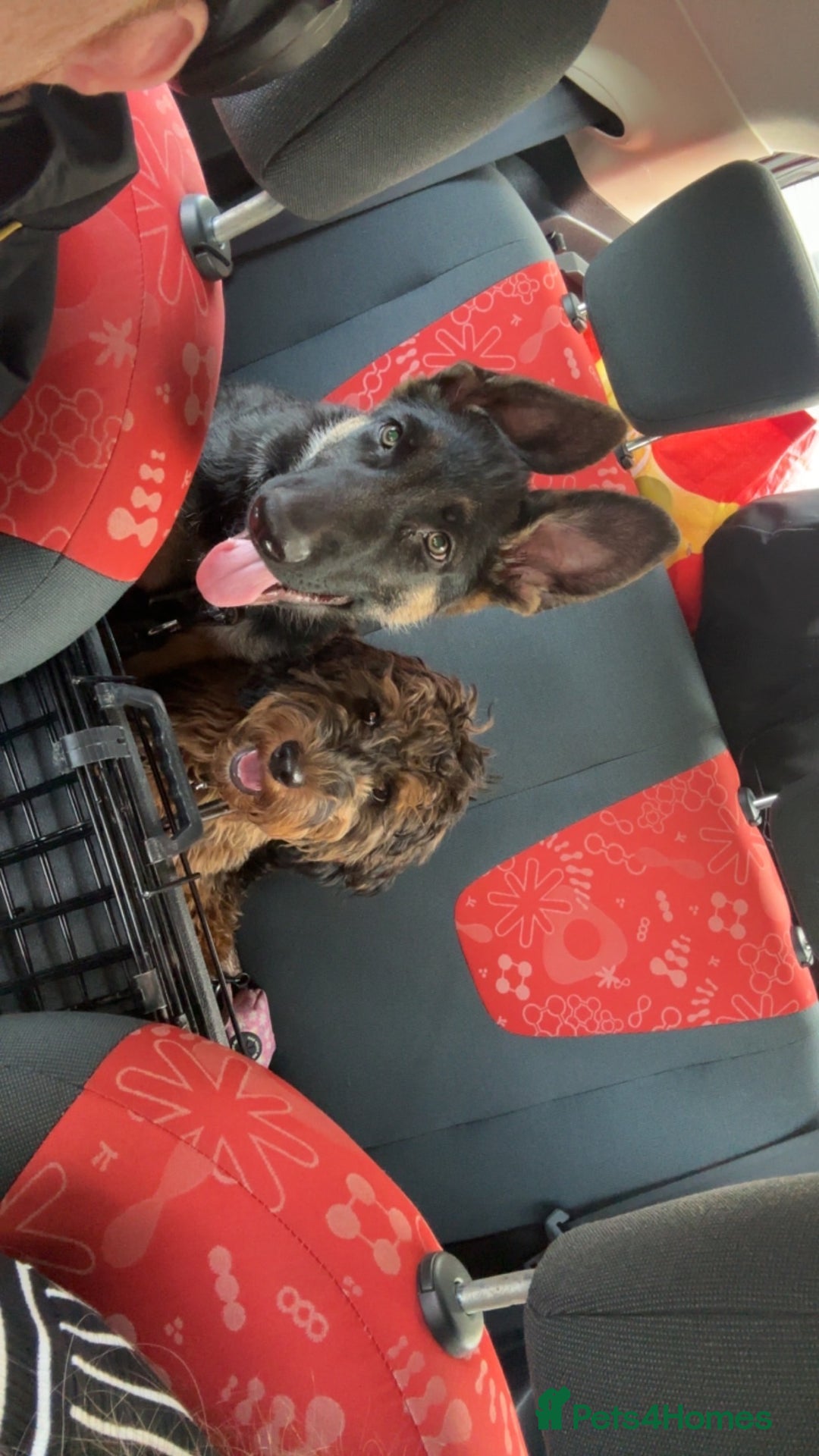 German Shepherd dogs for sale: Kenobi - 6 month old Male German Shepherd - Image 9