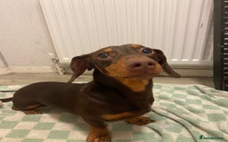 Miniature Dachshund dogs for sale: 5 Miniature Dachshunds ready 16/12/25 🤎 - Advert 7