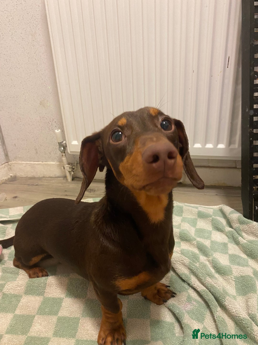 Miniature Dachshund dogs for sale: 5 Miniature Dachshunds ready 16/12/25 🤎 - Advert 7