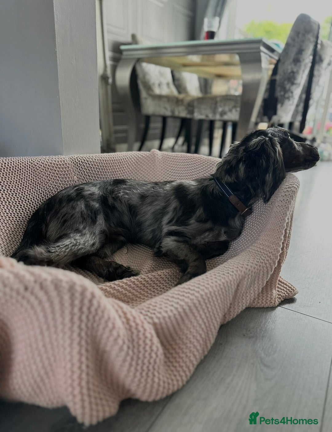 Cocker Spaniel dogs for sale: Beautiful Merle cocker spaniel - Advert 15