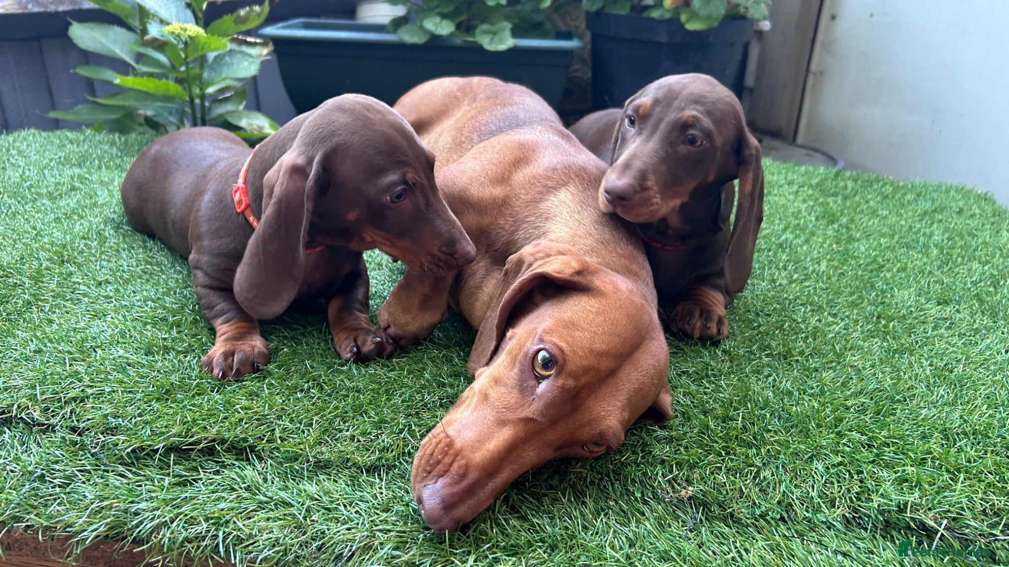 Dachshund dogs for sale: Only ONE Girl left Standard dachshund - Advert 26
