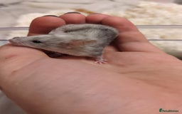 Mouse rodents for sale: Fancy mouse waiting list in Milton Keynes - Image 15