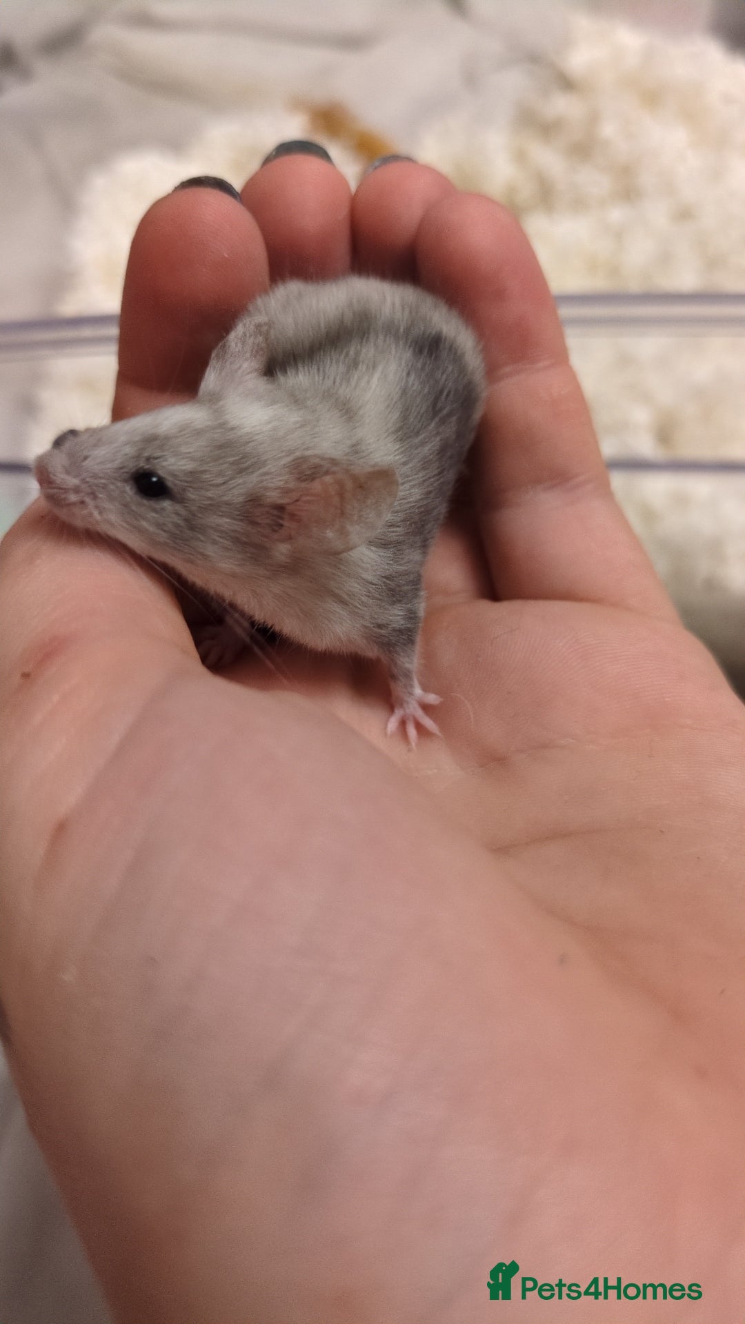 Mouse rodents for sale: Fancy mouse waiting list in Milton Keynes - Image 15