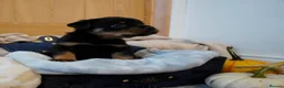Rottweiler dogs for sale: Stunning litter of Rotweillers from family pet  in Wolverhampton - Advert 27