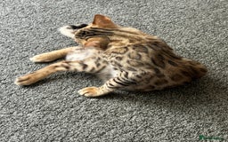 Bengal cats for sale: Beautiful Male TICA registered Bengal Kitten - Image 7