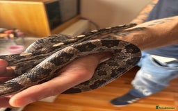 Corn Snake reptiles for sale: Corn snake for sale - Image 4
