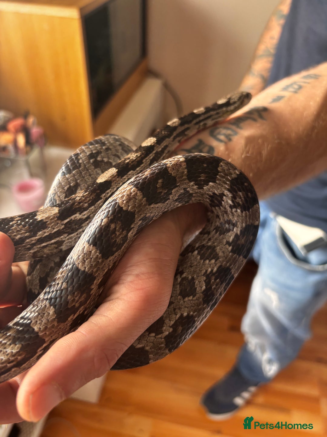 Corn Snake reptiles for sale: Corn snake for sale - Image 4