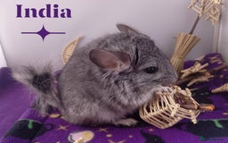 Chinchilla rodents for sale: Female RPA / RPAc baby Chinchillas - Image 2