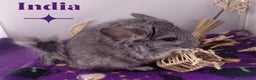 Chinchilla rodents for sale: Female RPA / RPAc baby Chinchillas - Advert 3