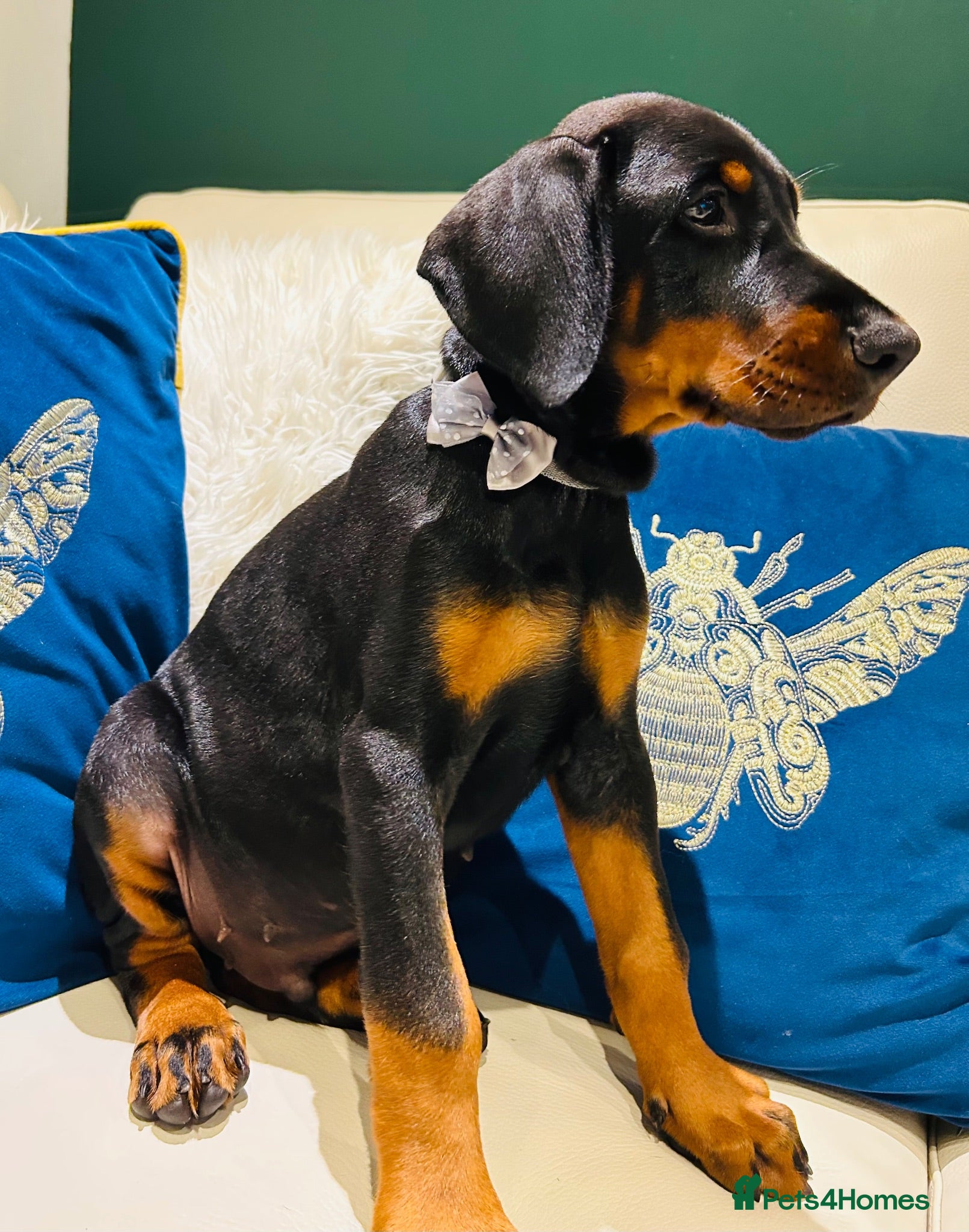 Dobermann dogs KC registered exclusive Dobermann puppies  - Advert 2