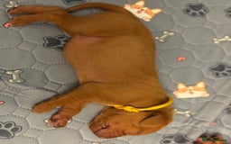 Hungarian Vizsla dogs for sale: Hungarian Vizsla Puppies - Outstanding Pedigree  - Advert 21
