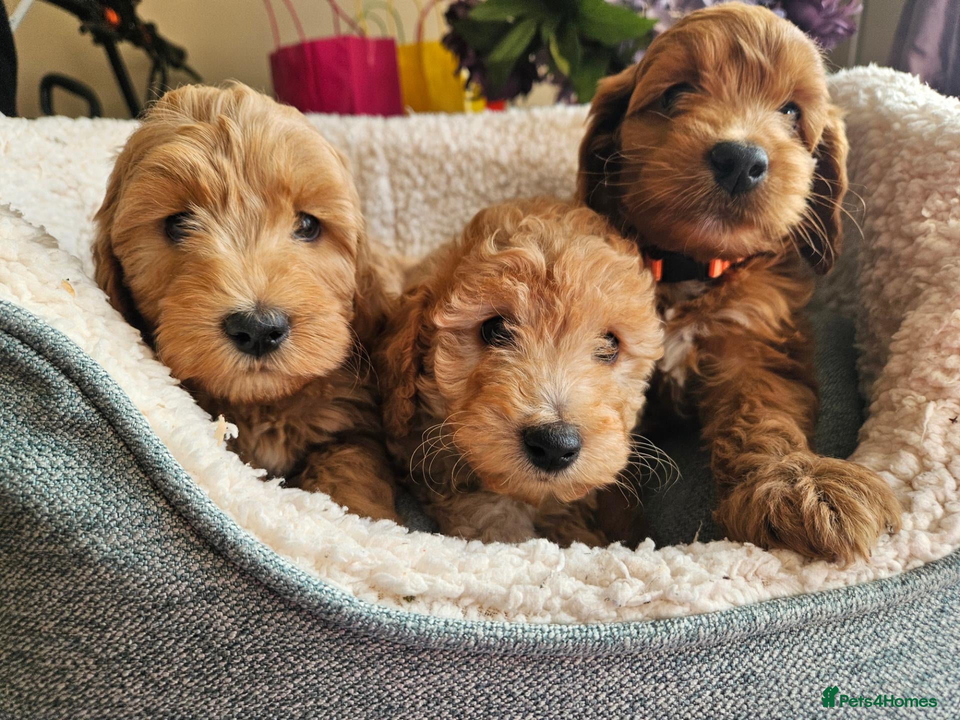Cockapoo dogs Ready licensed breeder, red f1b cockapoo litter - Advert 1