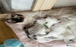 Ragdoll cats for sale: Gccf registered ragdoll kittens  - Image 1