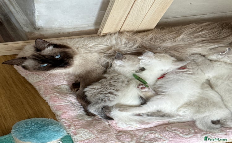 Ragdoll cats - Advert 3