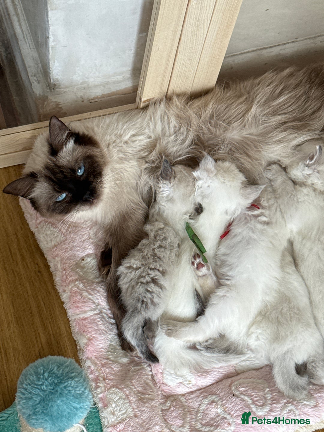Ragdoll cats for sale: Gccf registered ragdoll kittens  - Image 1