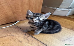 Mixed Breed cats for sale: Beautiful kittens 💗 - Image 6