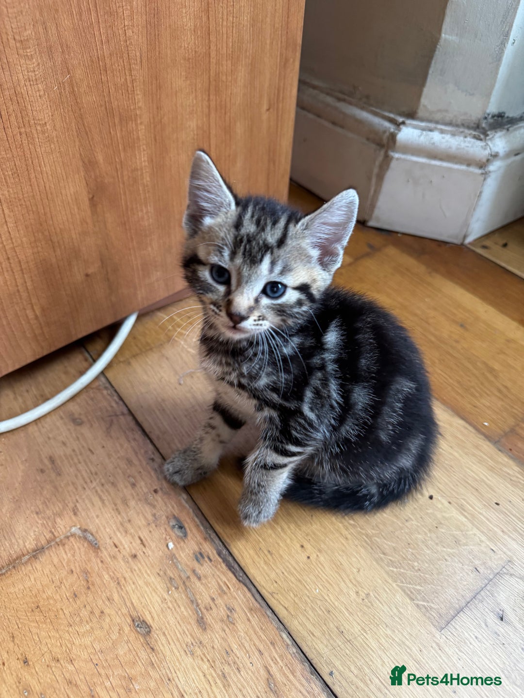 Mixed Breed cats for sale: Beautiful kittens 💗 - Image 6