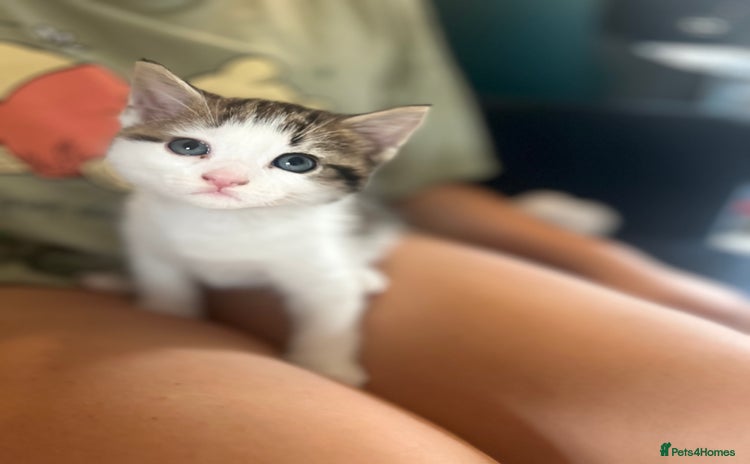 Mixed Breed cats - Advert 1