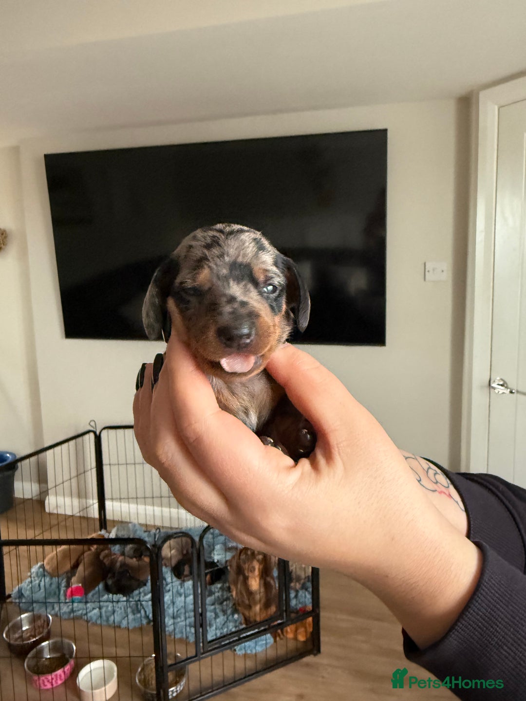 Miniature Dachshund dogs for sale: Miniature Dachshunds  - Advert 12