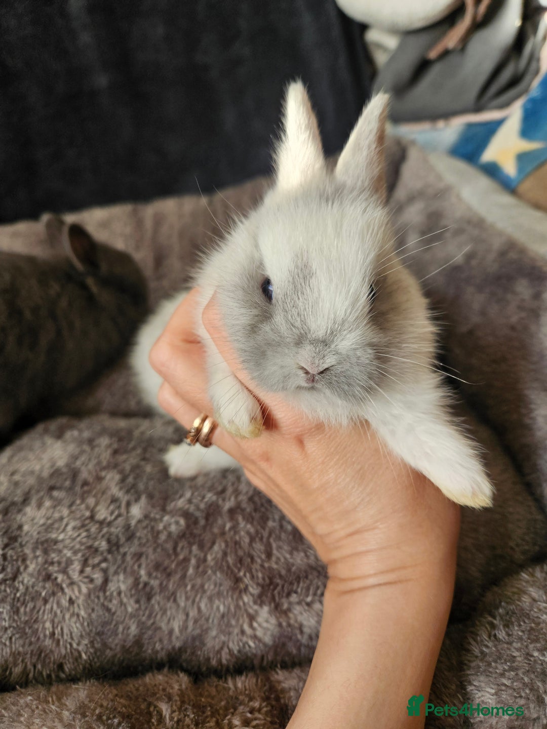 Netherland Dwarf rabbits for sale: Blue and Magpie boys - Advert 16