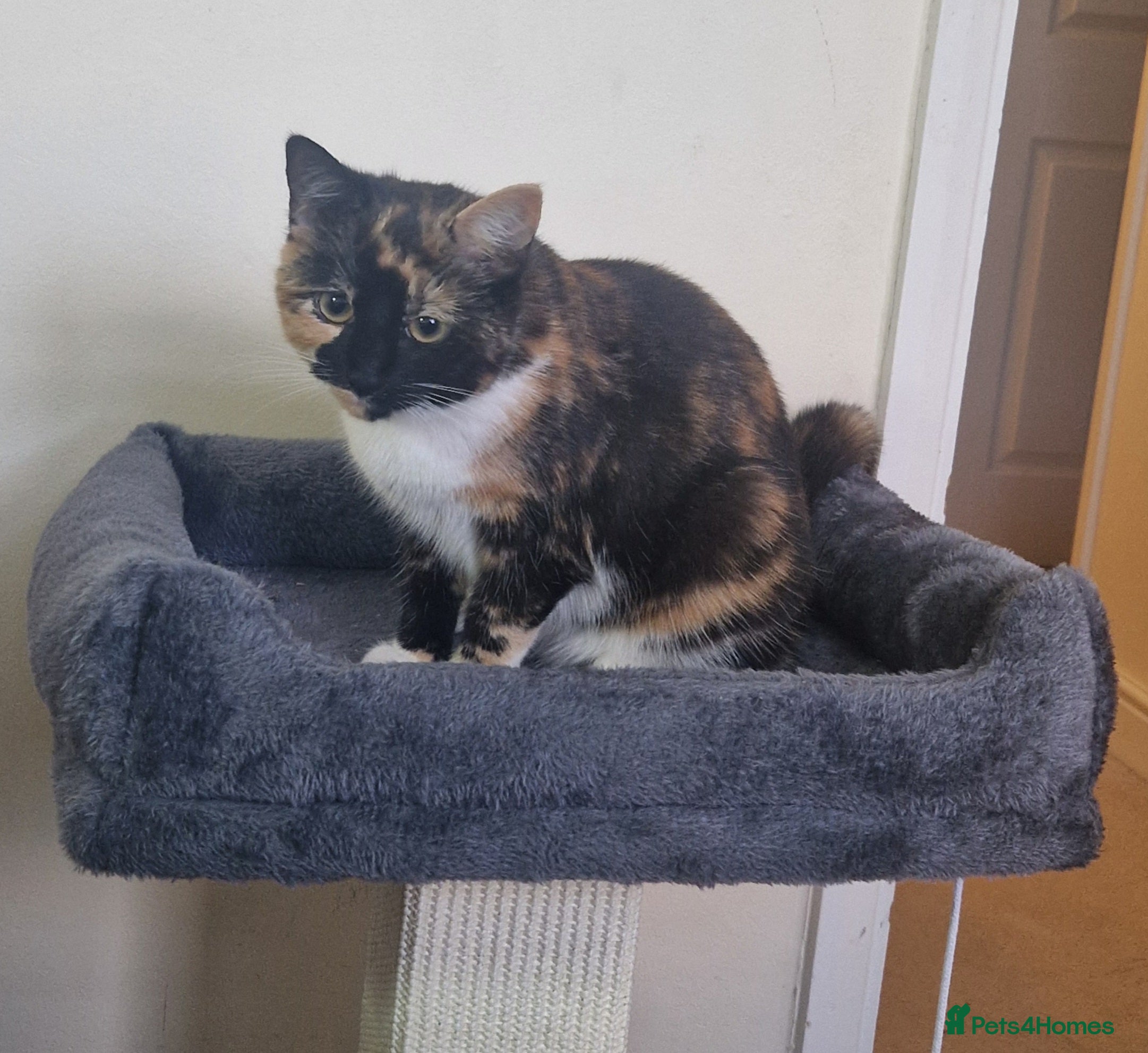 Mixed Breed cats Meet Missy! - Advert 8