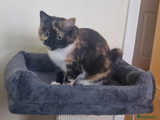 Mixed Breed cats Meet Missy! - Advert 7