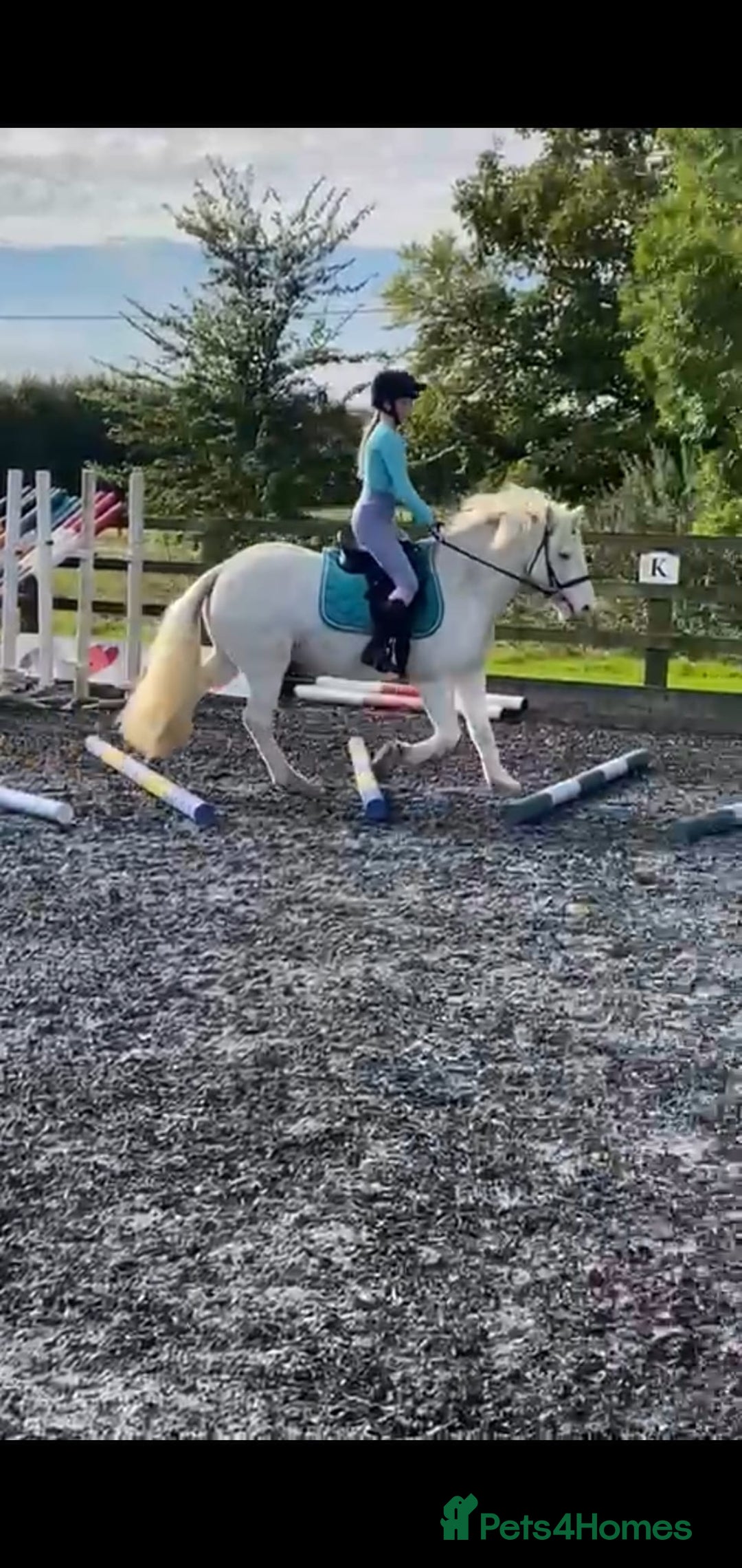 Other Breed horses for sale: Amazing pony club pony  - Image 6