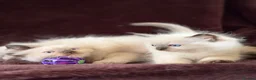 Ragdoll cats for sale: Beautiful Seal Point Kittens - Advert 13