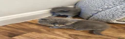 British Shorthair cats for sale: British short hair kittens  - Advert 3
