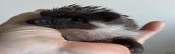 Pygmy Hedgehog rodents for sale: African Pygmy Hedgehog Ethnical breeding mixed - Advert 9