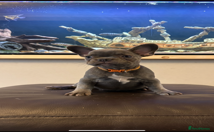French Bulldog dogs - Advert 13