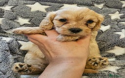 Cavapoo dogs for sale: 🐾 Gorgeous Health Tested F1 Cavapoo Puppies 🐶🐾 - Image 7