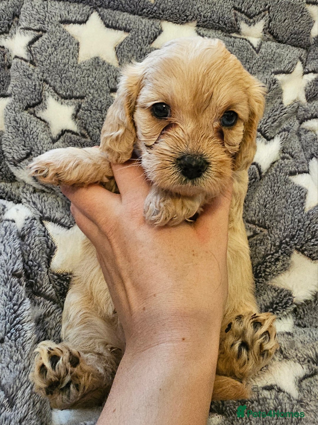 Cavapoo dogs for sale: 🐾 Gorgeous Health Tested F1 Cavapoo Puppies 🐶🐾 - Image 7
