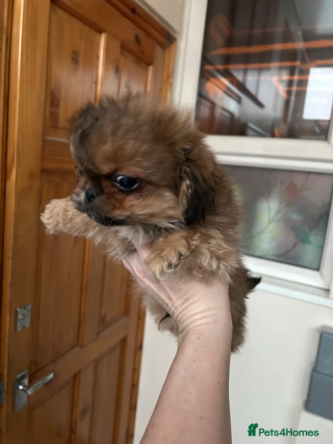 Pekingese dogs for sale: Little boy looking for a loving home. - Advert 1