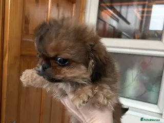 Pekingese dogs Little boy looking for a loving home. - Advert 3