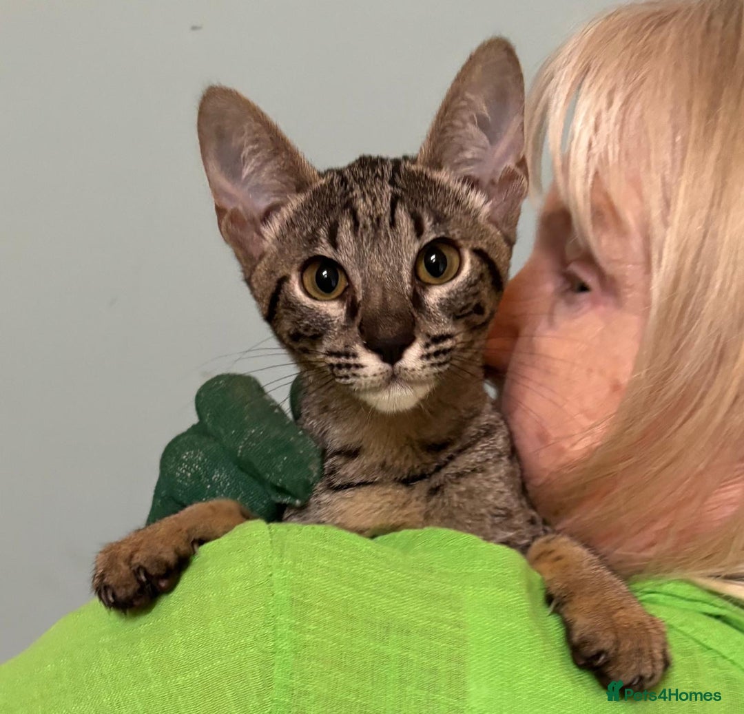 Savannah cats for sale: F9 brown & charcoal spotted savannah kittens - Image 12