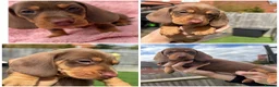 Miniature Dachshund dogs for sale: KC registered READY TO GO  - Advert 11