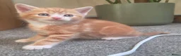 Mixed Breed cats for sale: Gorgeous cuddly kittens  - Advert 8