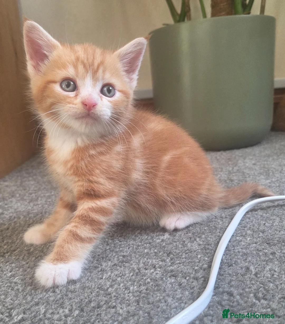 Mixed Breed cats for sale: Gorgeous cuddly kittens  - Advert 8