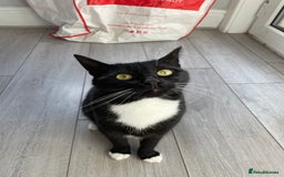 Domestic Shorthair cats for sale: Cat for adoption - Image 2