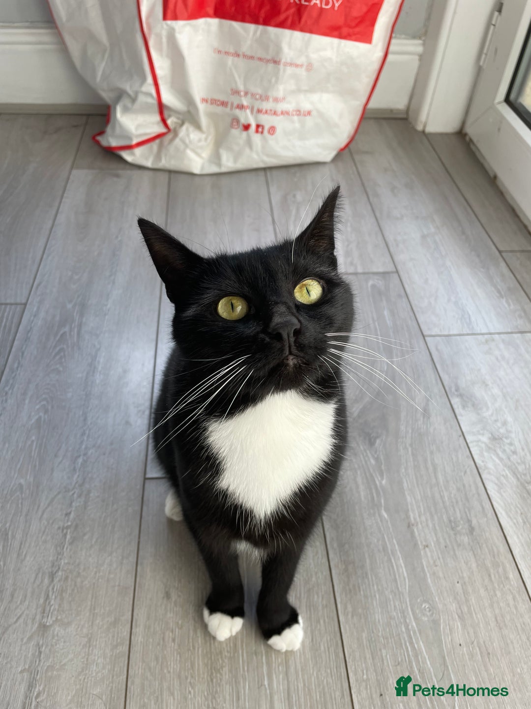 Domestic Shorthair cats for sale: Cat for adoption - Image 2