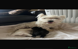 Mixed Breed dogs for sale: Teddy Junior - Image 4