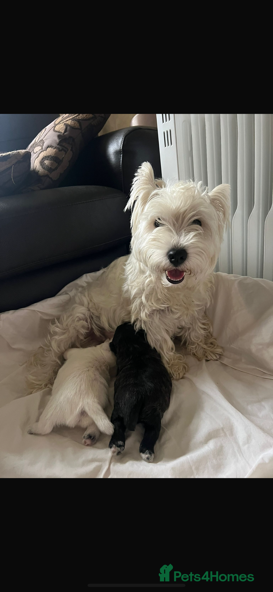 Mixed Breed dogs for sale: Teddy Junior - Image 4