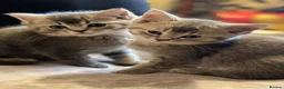 British Shorthair cats for sale: Beautiful BSH kittens in Doncaster - Advert 4