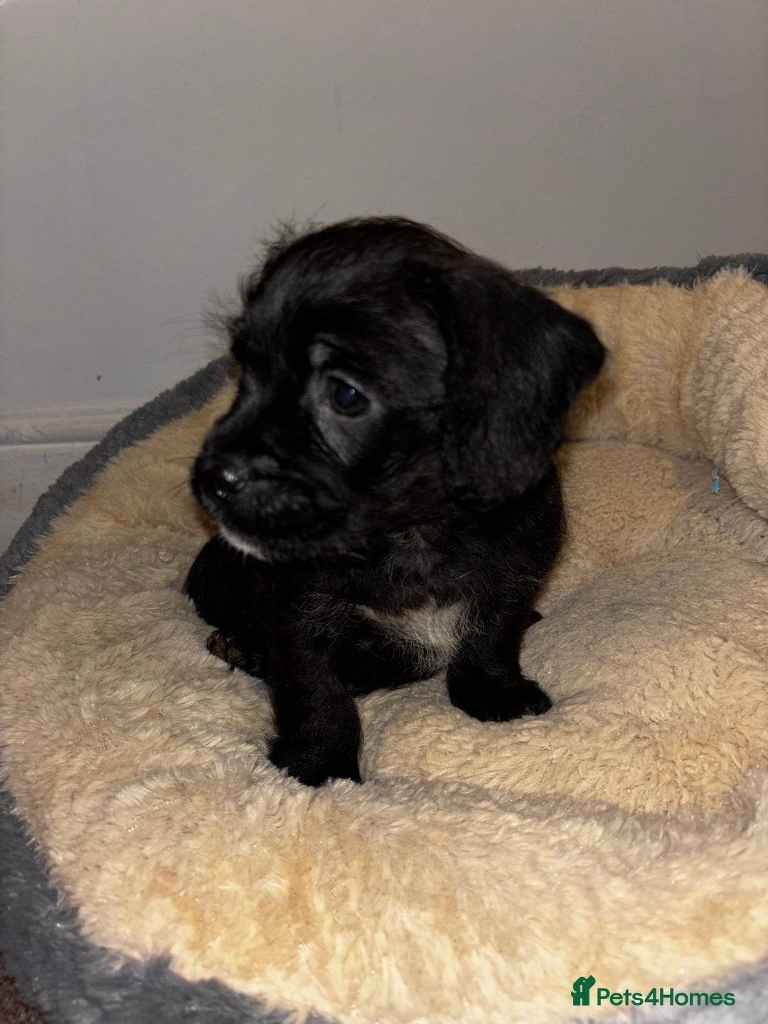 Mixed Breed dogs for sale: Stunning Cockerpoo x cavalier King Charle spaniel  - Advert 18