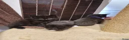 Mixed Breed cats for sale: Kittens   - Advert 11