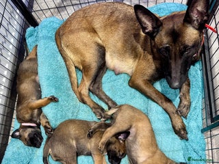 Belgian Shepherd Dog dogs Belgian Malinois Puppies - Advert 10