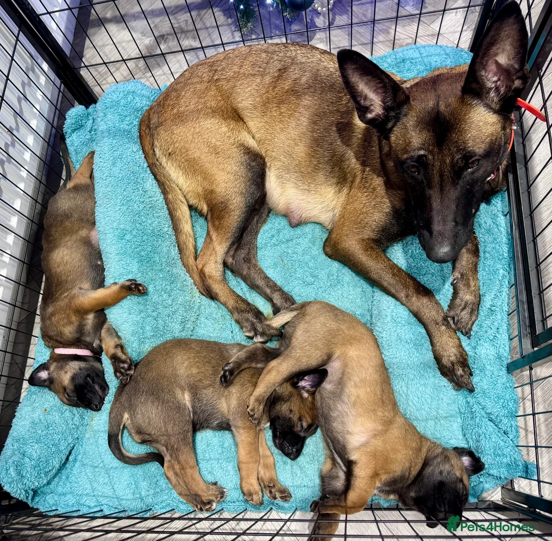 Belgian Shepherd Dog dogs for sale: Belgian Malinois Puppies - Advert 5