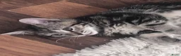 Mixed Breed cats for sale: Kittens - Advert 5